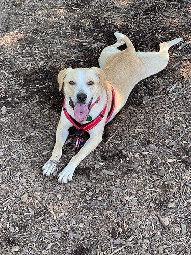 Lab Rescue - Alveena2.jpg